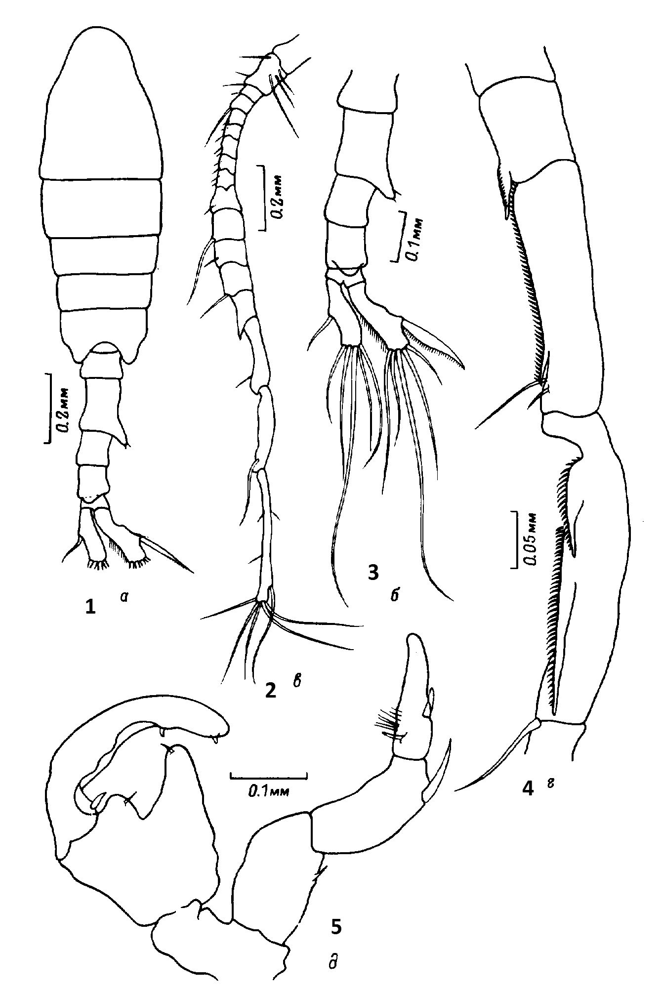 Species Tortanus (Boreotortanus) discaudatus - Plate 14 of morphological figures